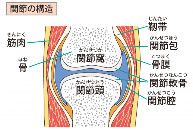 関節のイラスト